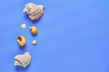 Mavi çizik beton üzerinde farklı güzel boş deniz kabukları Satır. Metin için alan