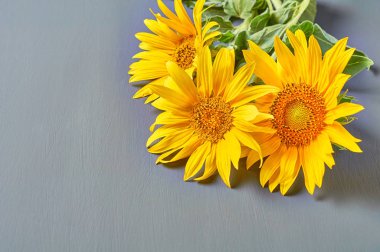 Gri beton üzerinde sarı yaprakları ile çiçek açan ayçiçeği Güzel buket. Metin için alan