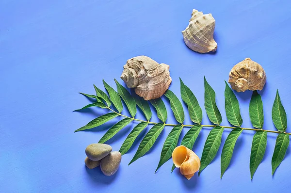 One Big Green Leaf Lies Seashells Stones Scratched Blue Concrete — Stock Photo, Image