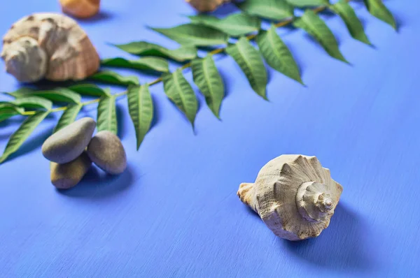 One Big Green Leaf Lies Seashells Stones Scratched Blue Concrete — Stock Photo, Image