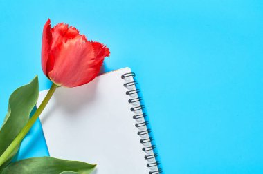 Mavi arka plandaki boş not defterinin yanında güzel kırmızı bir lale. Sevgililer Günü, Anneler Günü ya da Paskalya kutlaması kavramı