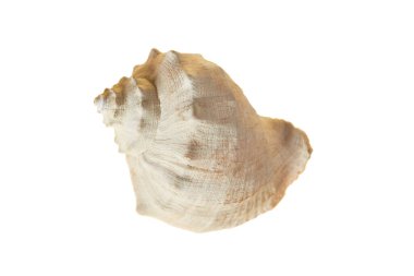 Beyaz arka planda gölgesiz, boş, spiral deniz kabuğu.