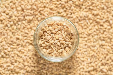 Cam kavanoz dolusu inci arpası.