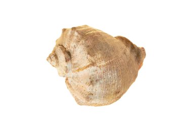 Beyaz arka planda gölgesiz, boş, spiral deniz kabuğu.