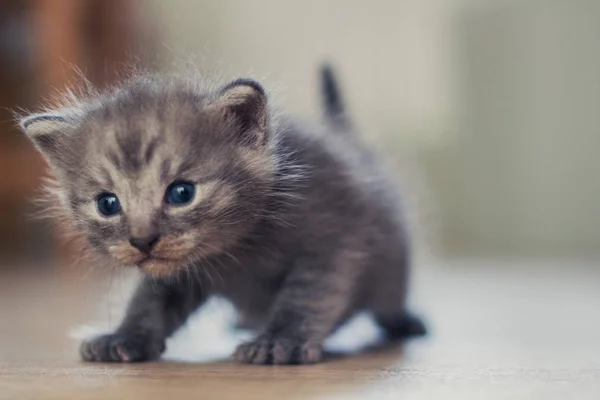 Small Gray Kitten Learns Walk — Stock Photo, Image