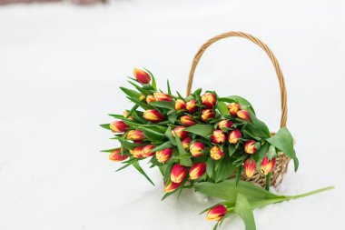 Kar kış, bahar tatil 8 Mart için sepet içinde Lale buketi