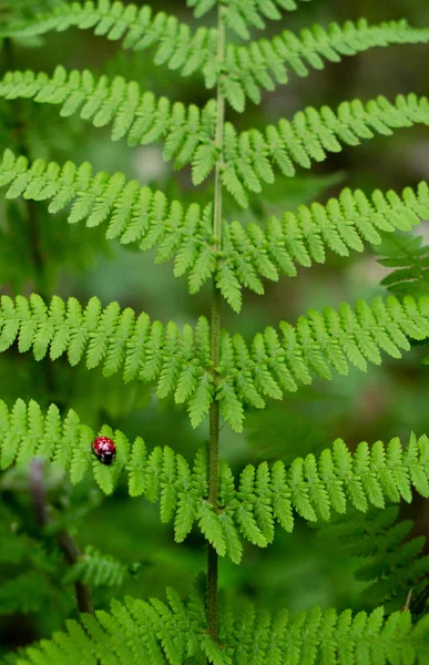 Joaninha Folhas Verdes Samambaia Verão — Fotografia de Stock