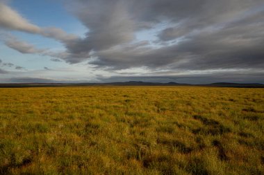 Sonbahar tundra boyunca Rusya'nın uzak doğusunda Gezi