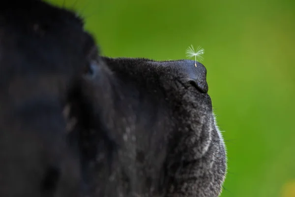 黒犬の杖のコルソ品種 — ストック写真