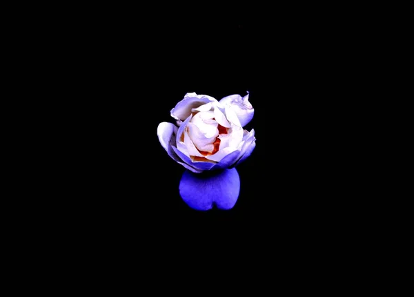 Eine Weiße Isolierte Blume — Stockfoto