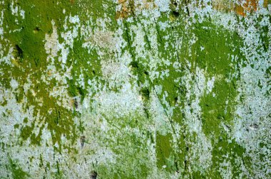 Eski bir sıva duvar.