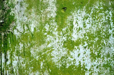 Eski bir sıva duvar.