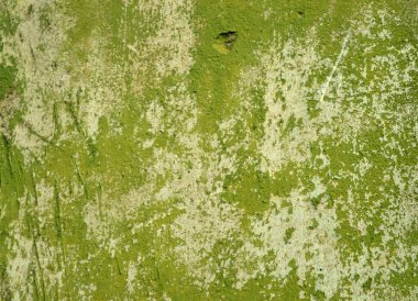 Eski bir sıva duvar.