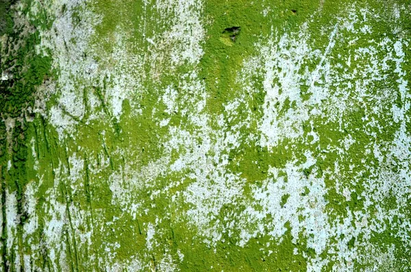 Eski bir sıva duvar.