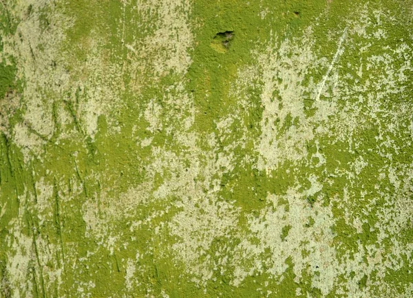 Eski bir sıva duvar.