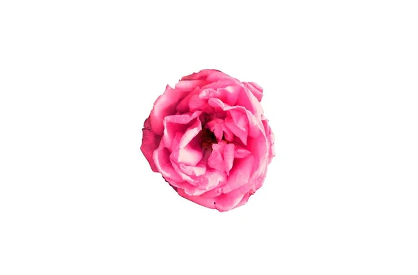 Eine Isolierte Rosa Blume — Stockfoto