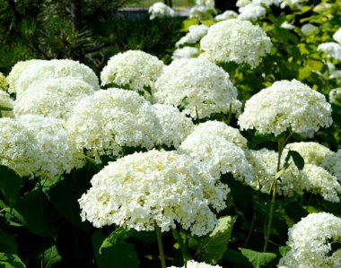 Bahçede beyaz çiçekler