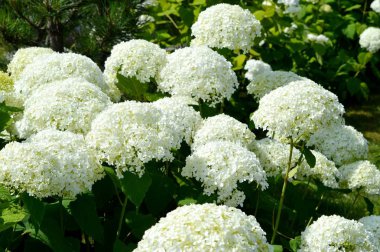 Bahçede beyaz çiçekler