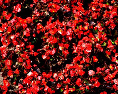 Bahçedeki kırmızı çiçekler