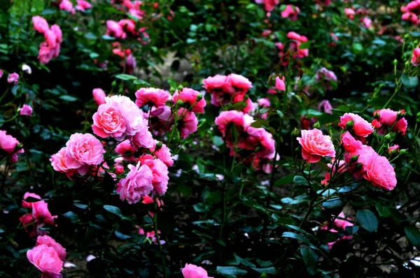 Flores Jardín —  Fotos de Stock