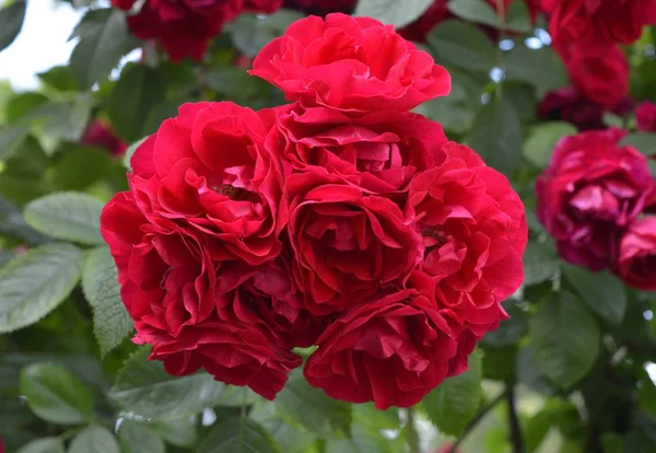 Rose Giardino — Foto Stock