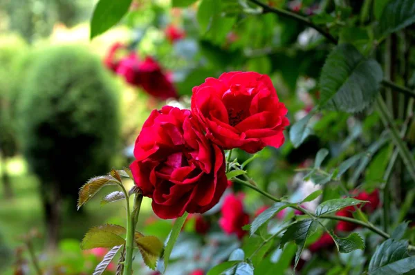 Bahçedeki Güller — Stok fotoğraf