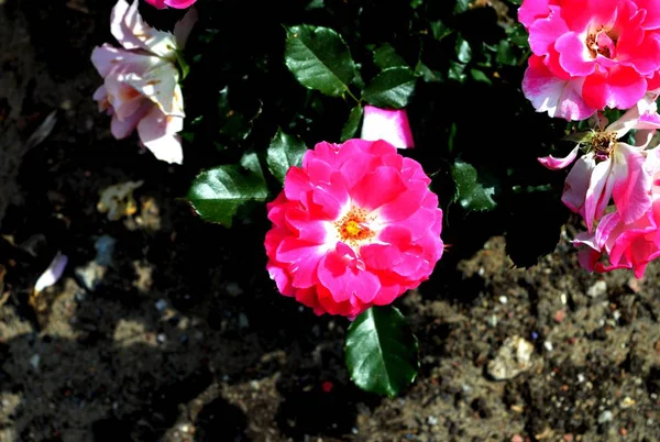 Una Flor Jardín —  Fotos de Stock