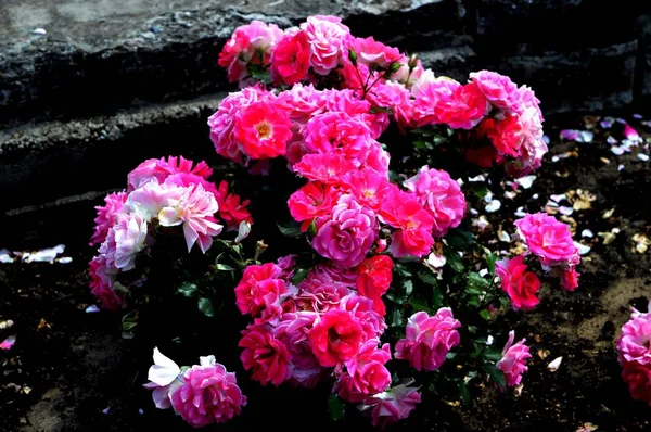 Flores Rosadas Jardín —  Fotos de Stock