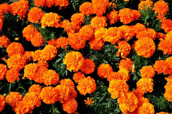 Orangefarbene Blumen Garten — Stockfoto