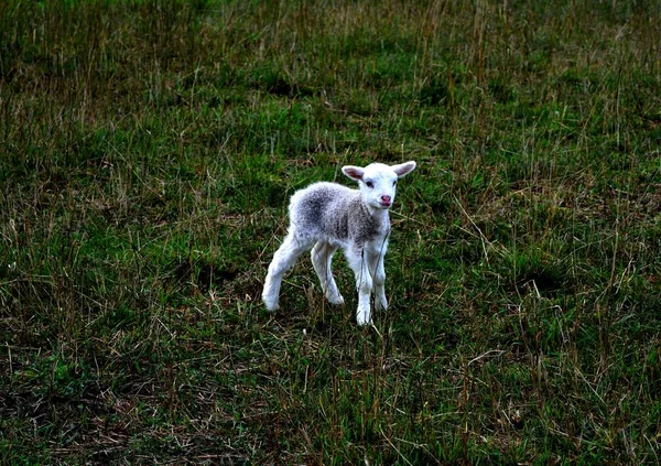 爱沙尼亚村庄的一只羔羊 — 图库照片