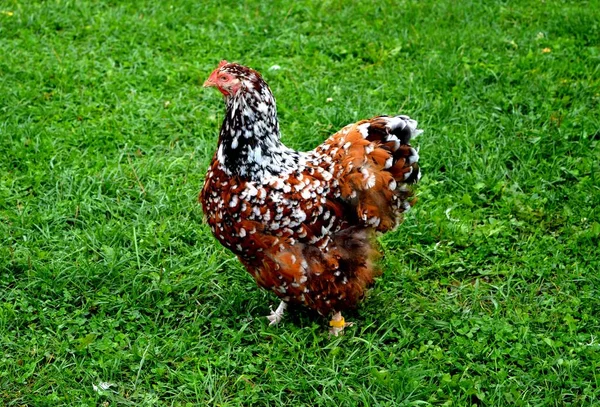 Pollo Nel Villaggio Estonia — Foto Stock