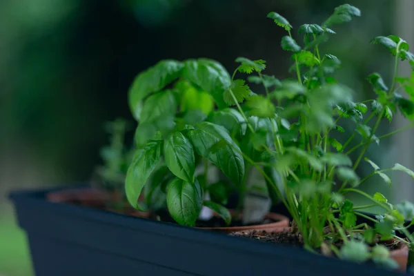 Basil and herbs in small herb garden outside