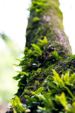 bir ağaca büyüyen eğreltiotu