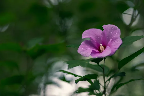 紫花与晨露绿色背景 — 图库照片