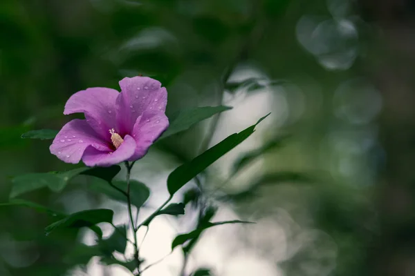 それの朝露と小さなバグと紫色の花 森の緑の背景を持つ — ストック写真