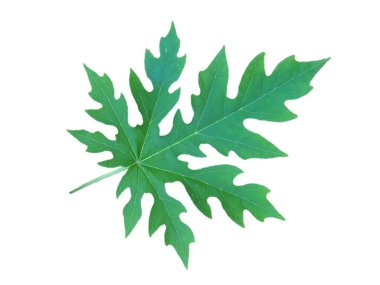 Papaya ağaç yaprak beyaz zemin üzerine