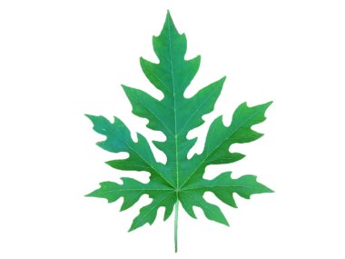 yeşil papaya yaprak beyaz zemin üzerine