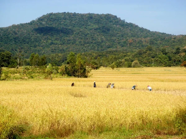 altın pirinç alan hasat sezonu