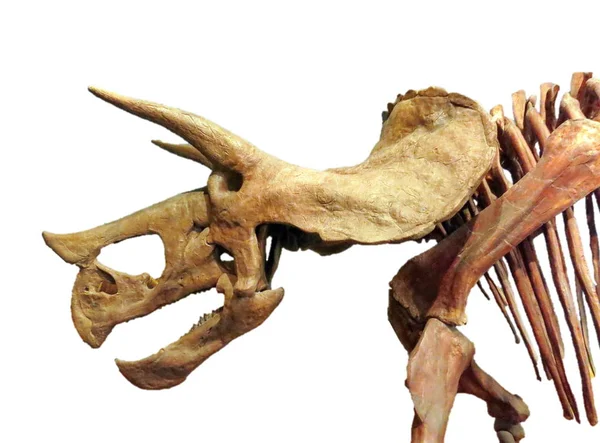 Beyaz arka plan üzerinde kahverengi dinozor iskeleti