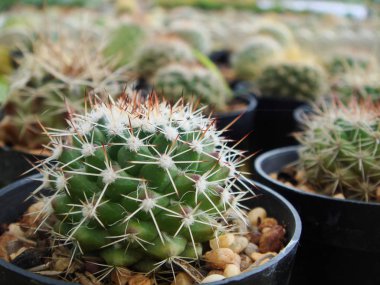 Siyah tencerede küçük yeşil kaktüs