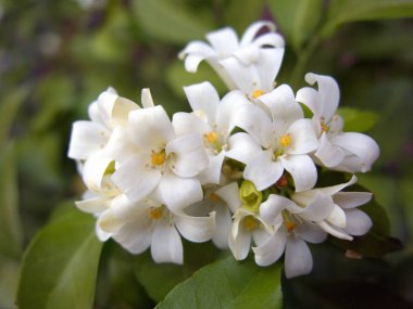 turuncu Yasemin çiçeği Grup