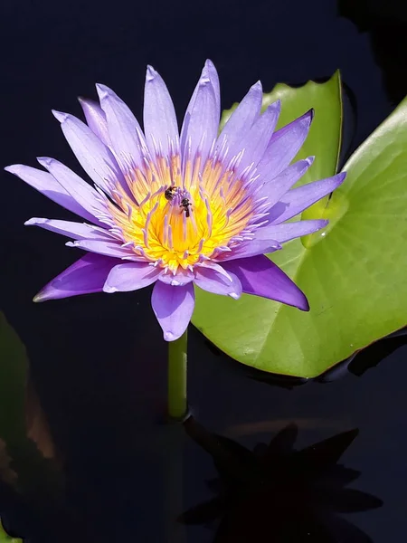 sarı polen ve havuzda yaprak yeşil mor bir lotus