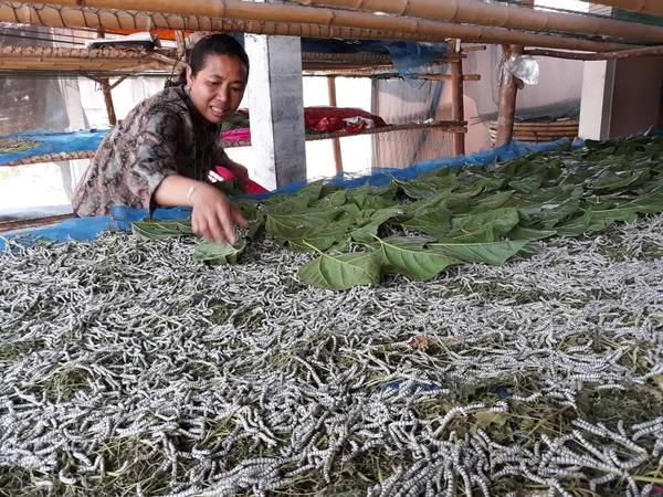 Ban fon, Kalasin, Tayland, 2018: ipek solucan dut ile besleme bir köylü yasak fon Prae Wa ipek dokuma nerede tüm süreç ünlü Phra WA ipek üretim köyde bırakır