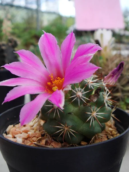 pembe kaktüs çiçektir tam Bloom, küçük yeşil kaktüs siyah bir tencereye