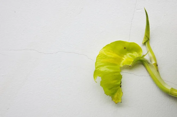 kusurlu altın pothos yaprak beyaz çatlamak duvardaki
