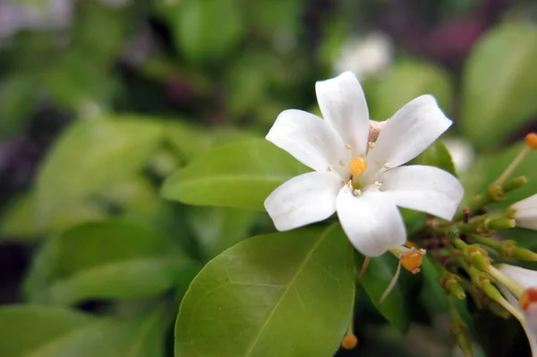 Güzel Turuncu Yasemin Çiçeği — Stok fotoğraf