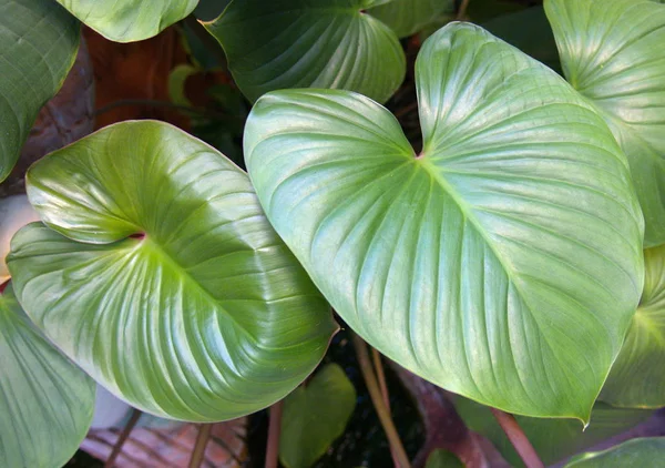 yeşil kalp şeklinde yaprak