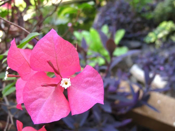 güzel pembe begonviller çiçek