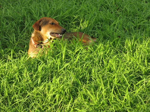 Een Hond Het Groene Grasveld — Stockfoto