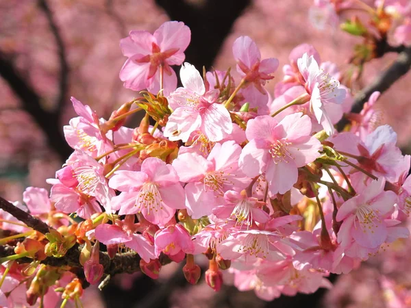 Krásné Růžové Sakura Plném Květu — Stock fotografie